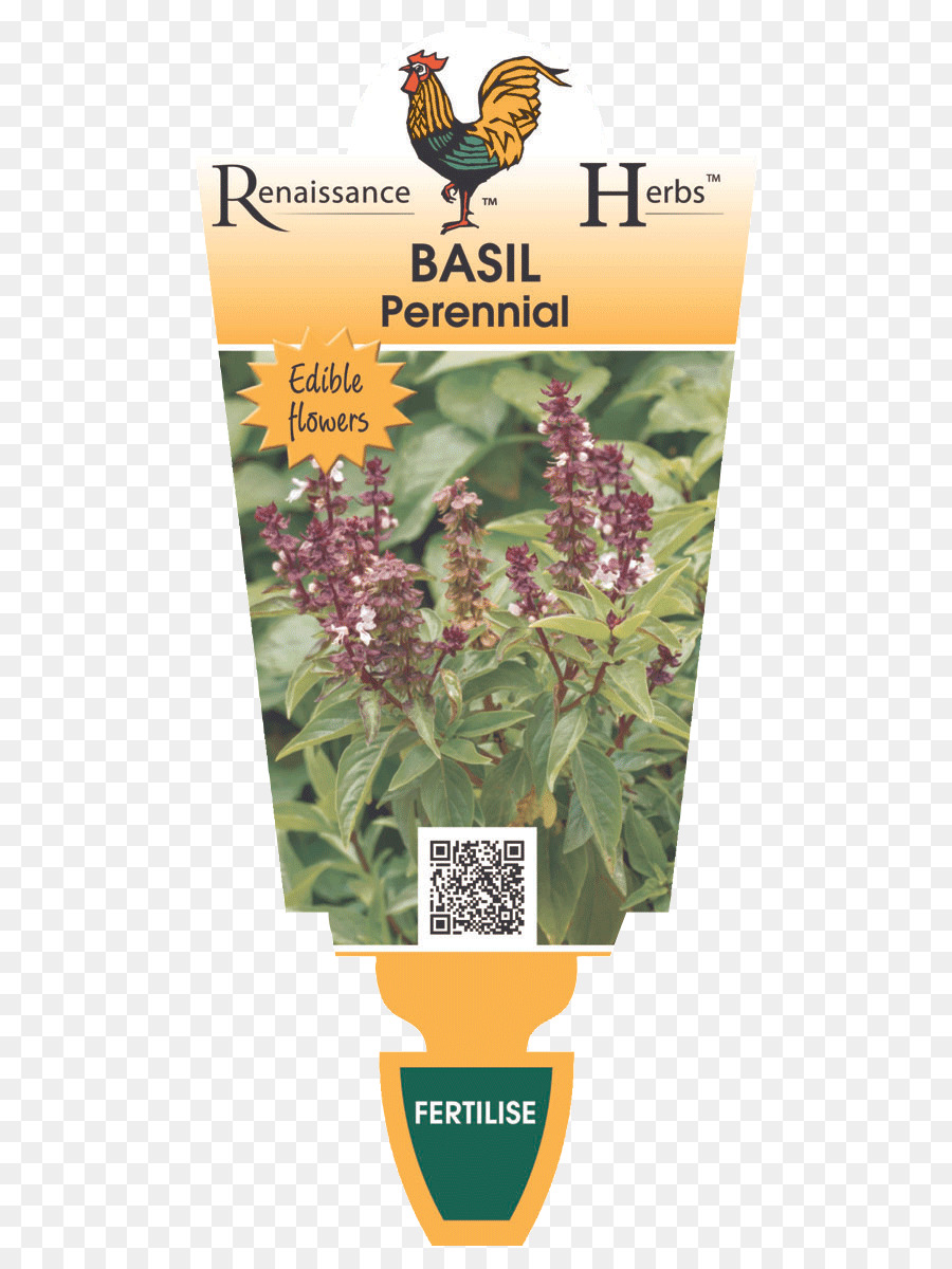 Lavanda，Herboristería PNG