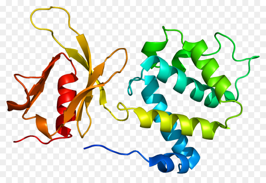 Dominio De Ferm，Paxillin PNG