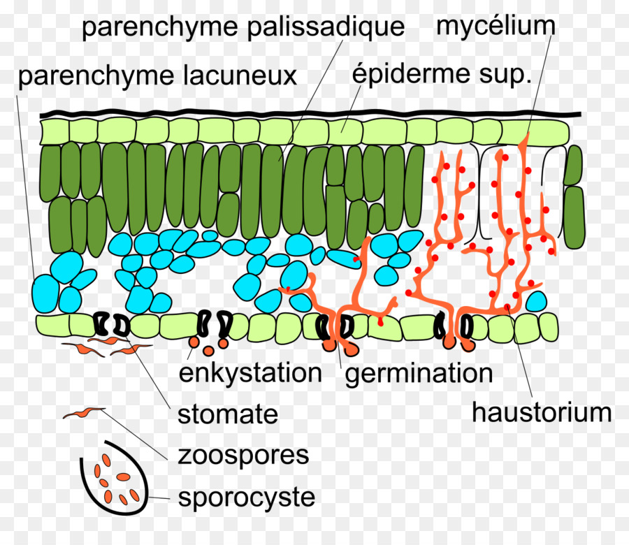 Plasmopara Viticola，Moho PNG