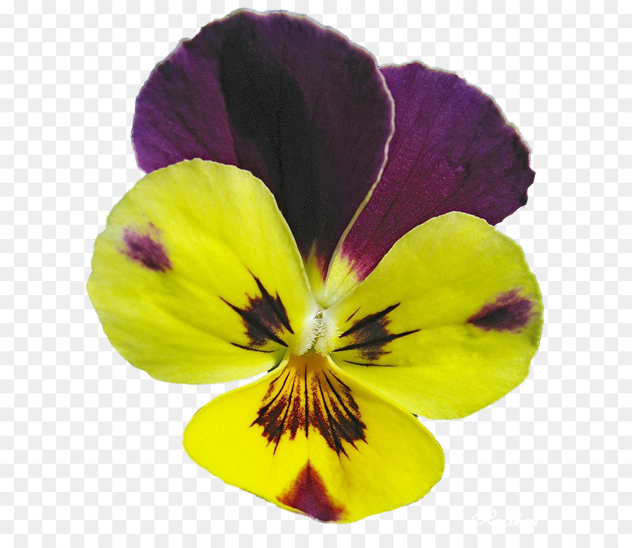 Pansy，Flor PNG