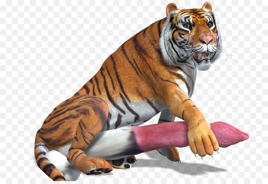 Tigre，Gato PNG