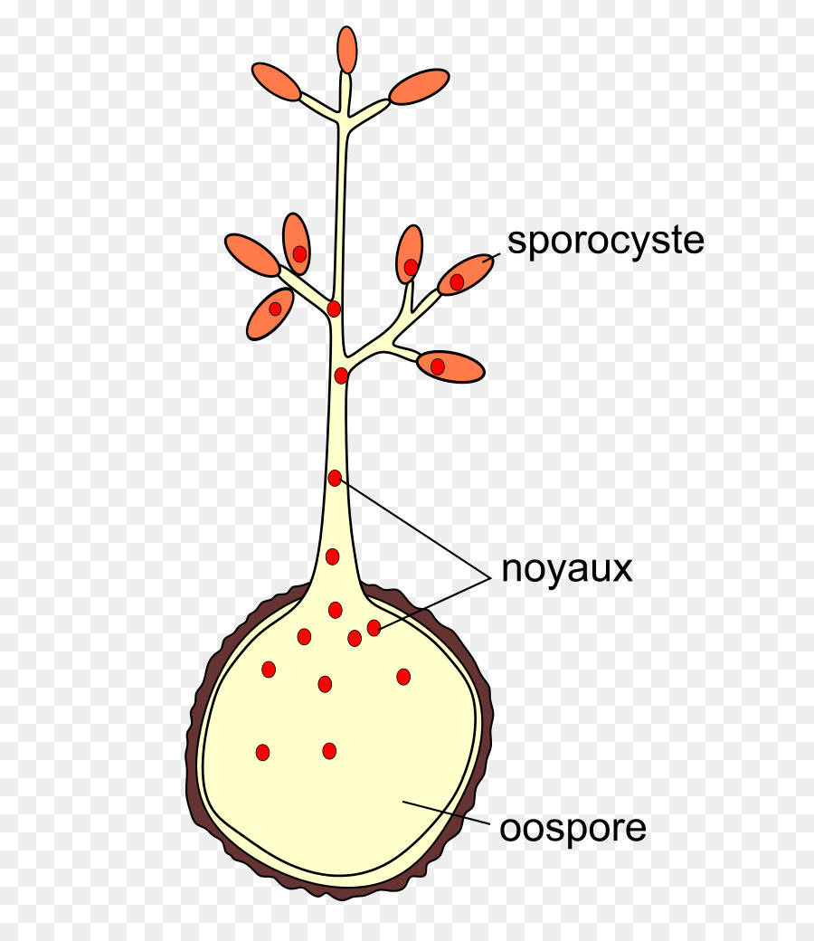 Diagrama De Esporocistos，Esporocisto PNG