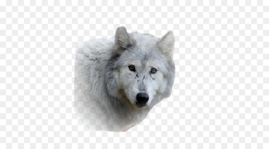 Alaska Tundra Wolf，Pelo PNG