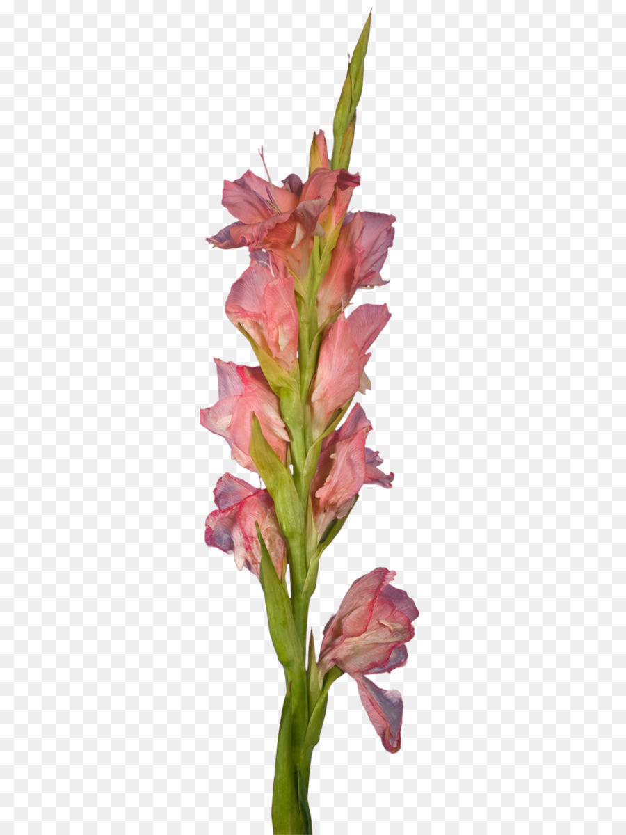 Gladiolo，Las Flores Cortadas PNG