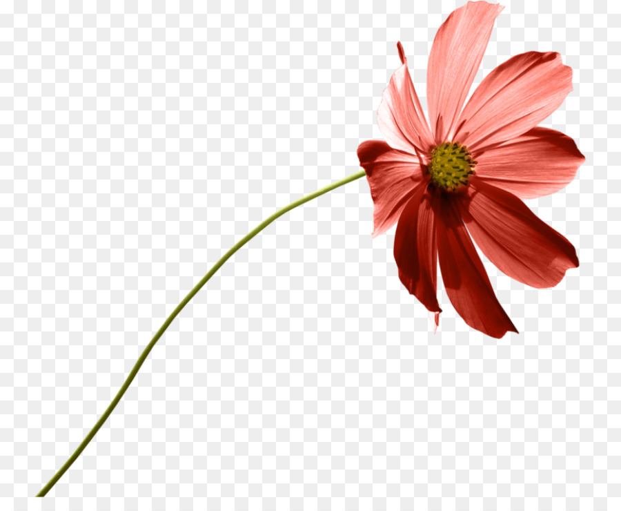 Jardín Cosmos，Común Daisy PNG