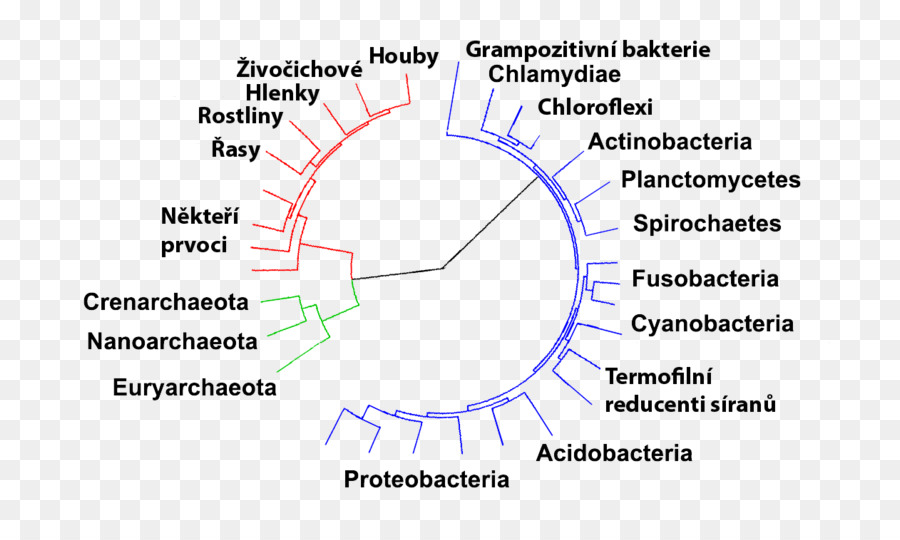 Las Bacterias，Archaeans PNG