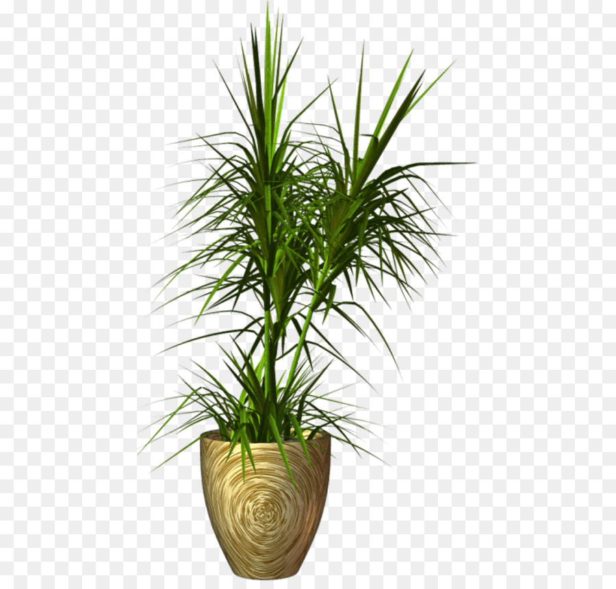 Maceta，Planta PNG