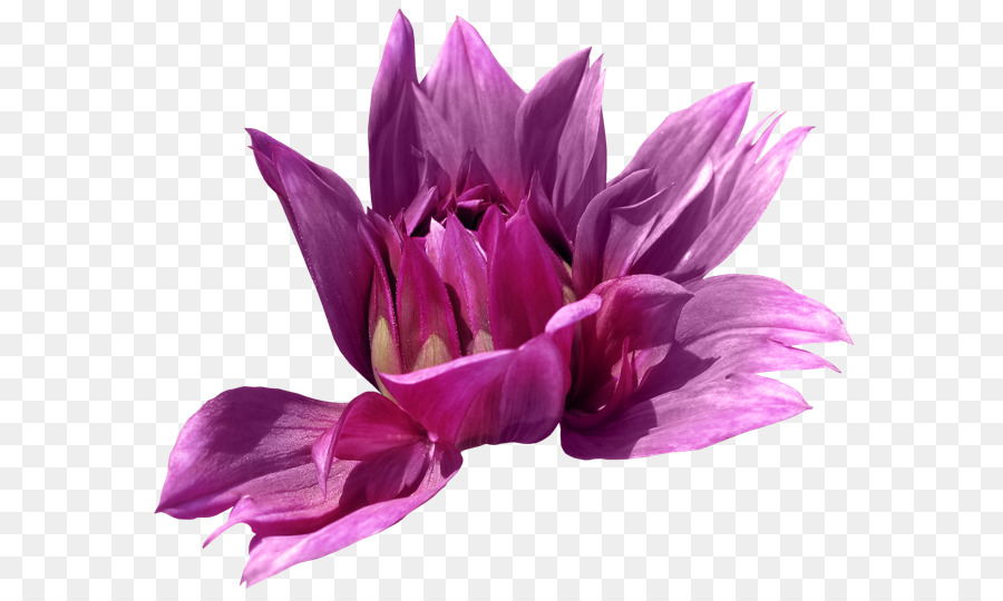 Flor Rosa，Flor PNG