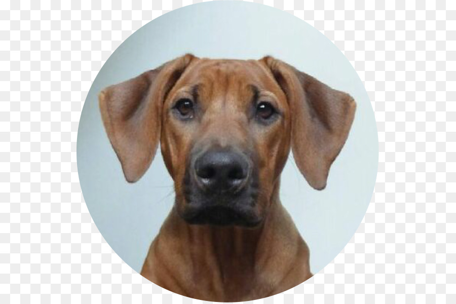 Ridgeback Ridgeback，Redbone Coonhound PNG