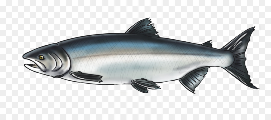 Salmón，Squaliform Tiburones PNG