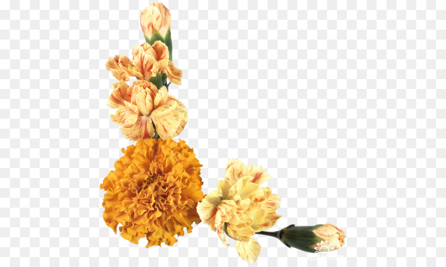 Las Flores Cortadas，Flor PNG