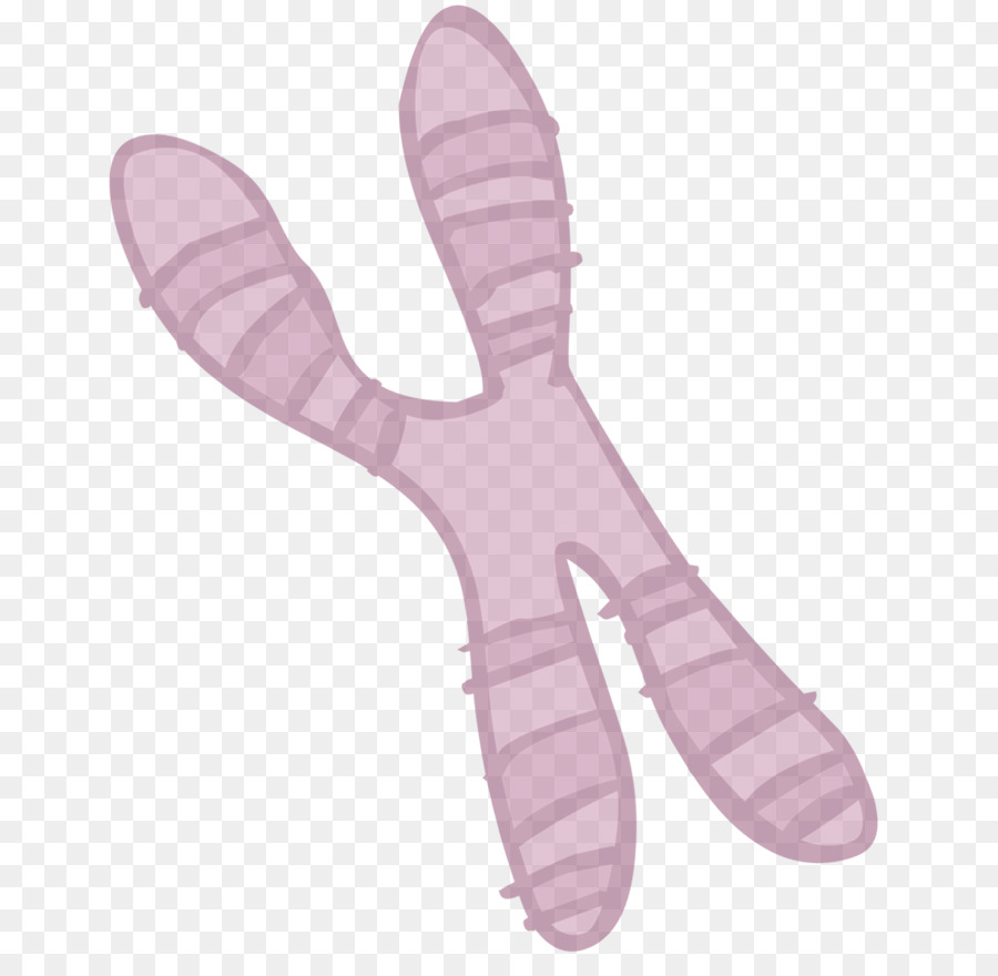 Dibujo，El Cromosoma PNG