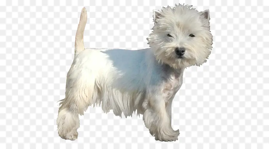 West Highland White Terrier，El Cairn Terrier PNG