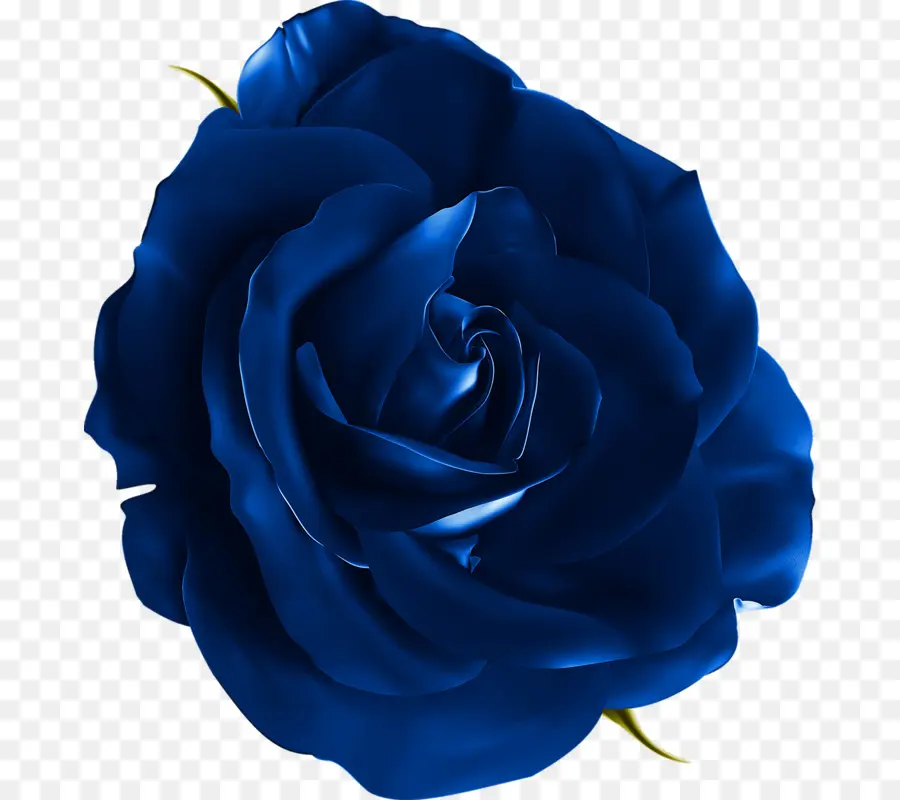 Las Rosas De Jardín，Rosa Azul PNG