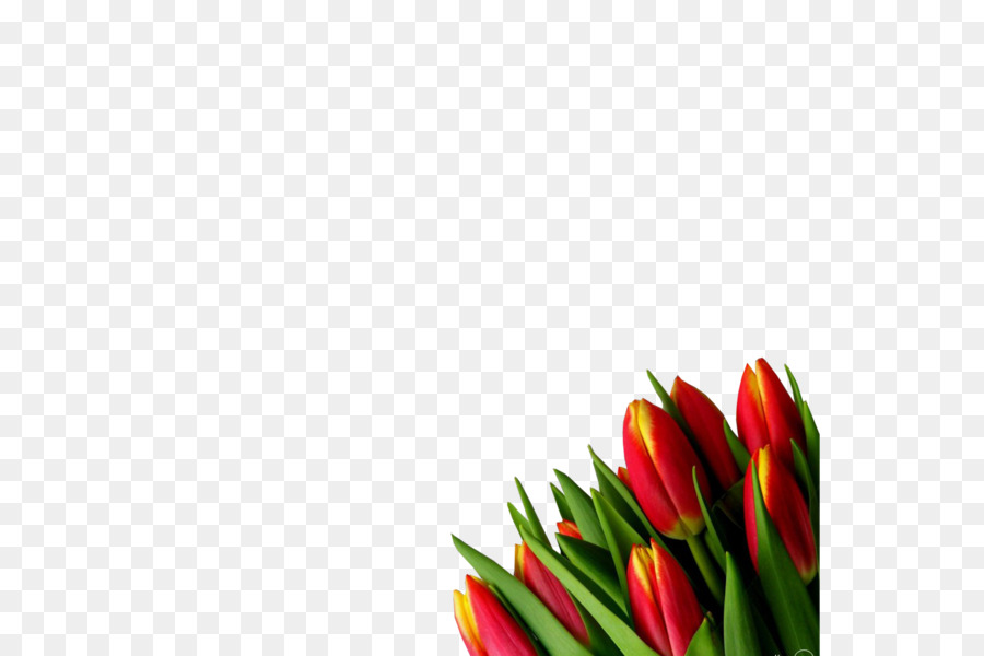 Tulipán，Flor PNG
