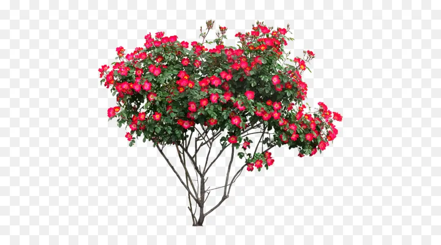 Rosal，Rojo PNG