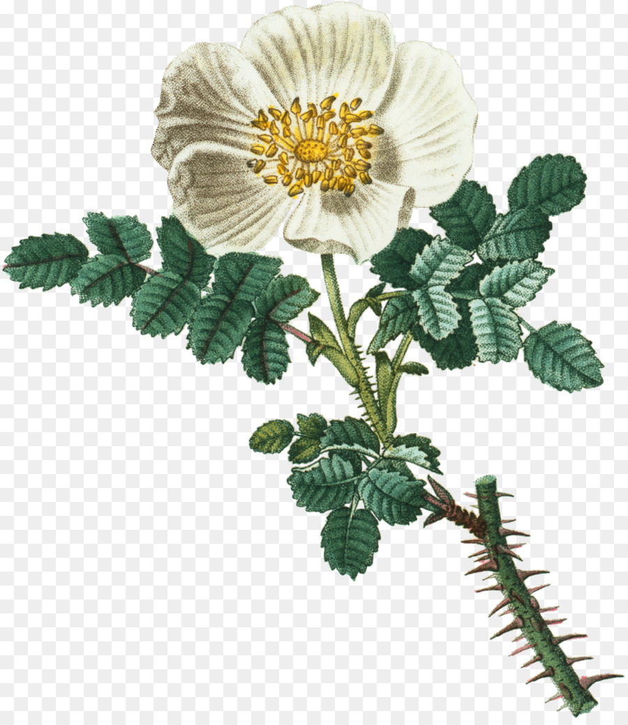 Flor Blanca，Hojas PNG