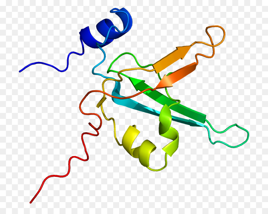 La Proteína De Replicación A1，La Proteína De Replicación PNG