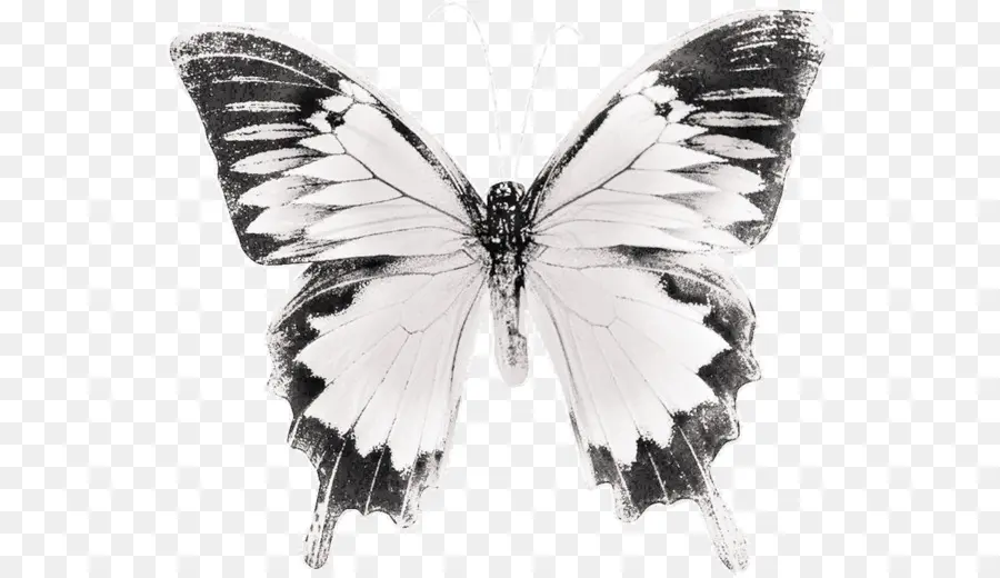 Mariposa，En Blanco Y Negro PNG