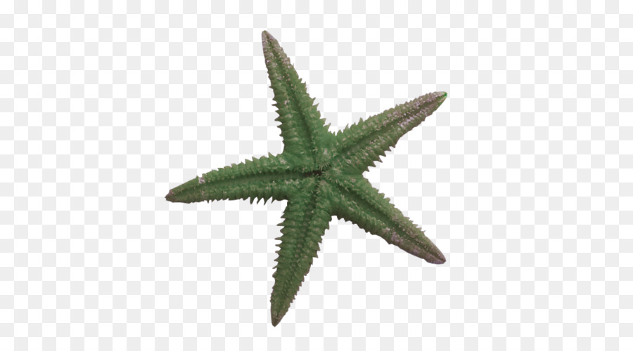 Estrella De Mar Roja，Océano PNG