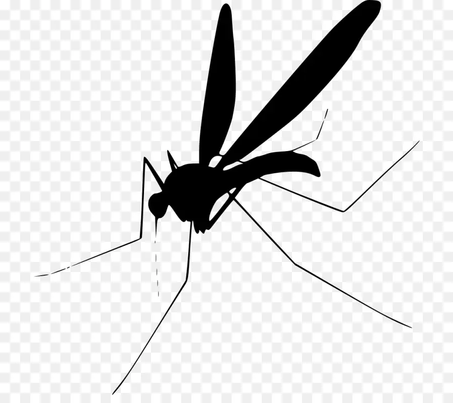 Mosquito，Los Insectos PNG