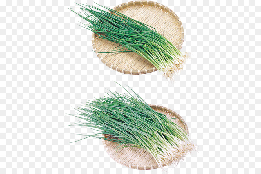 Vetiver，Cebolla PNG