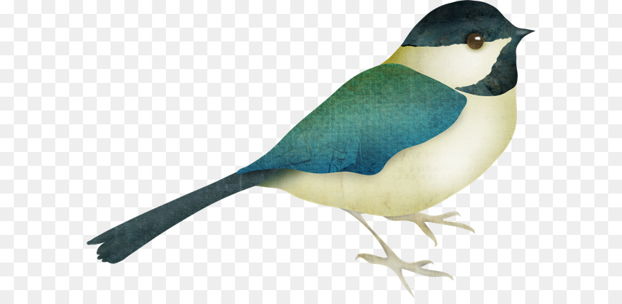 Aves，Animal PNG