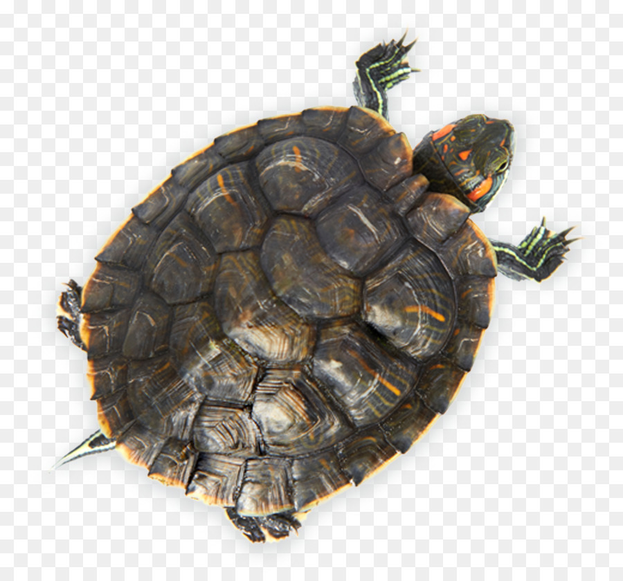 Las Tortugas De Caja，Tortuga PNG