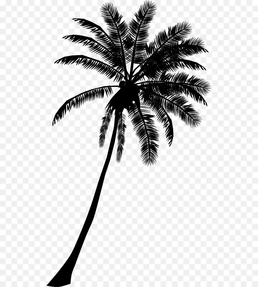 Arecaceae，Dibujo PNG