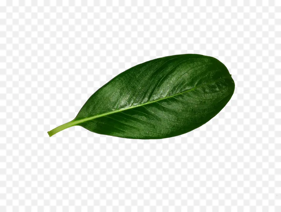 Hoja，Planta PNG