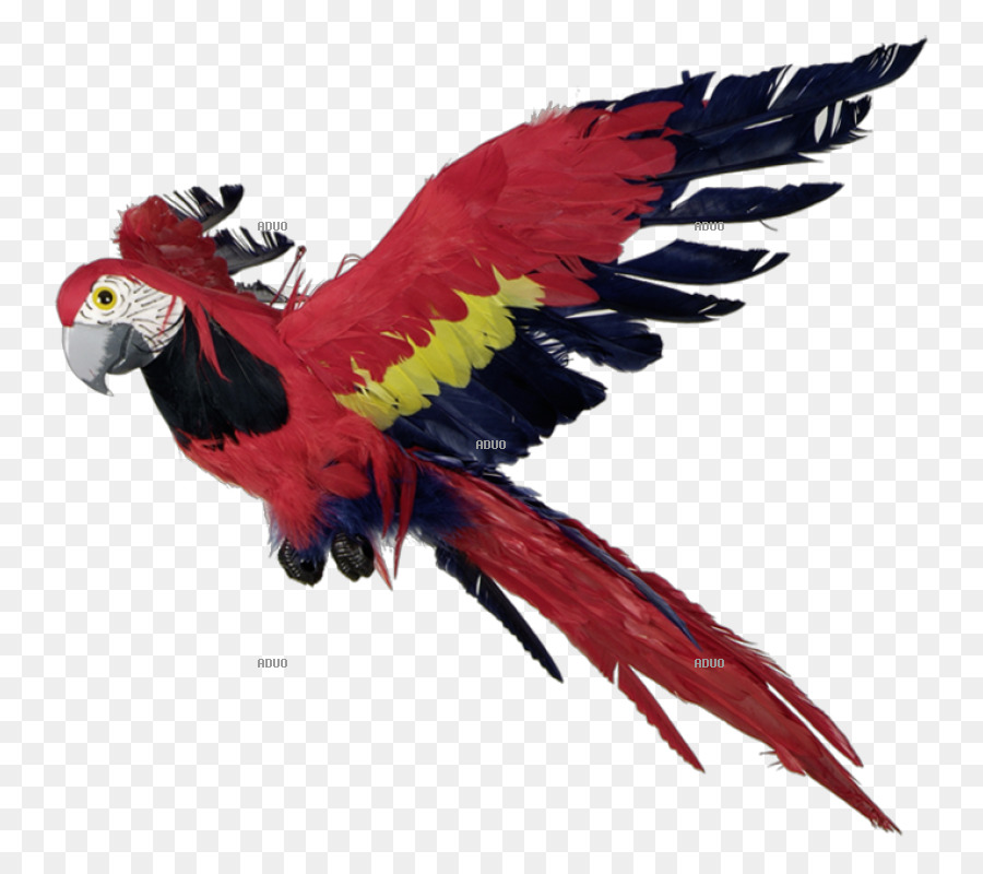 Guacamayo，Loro PNG