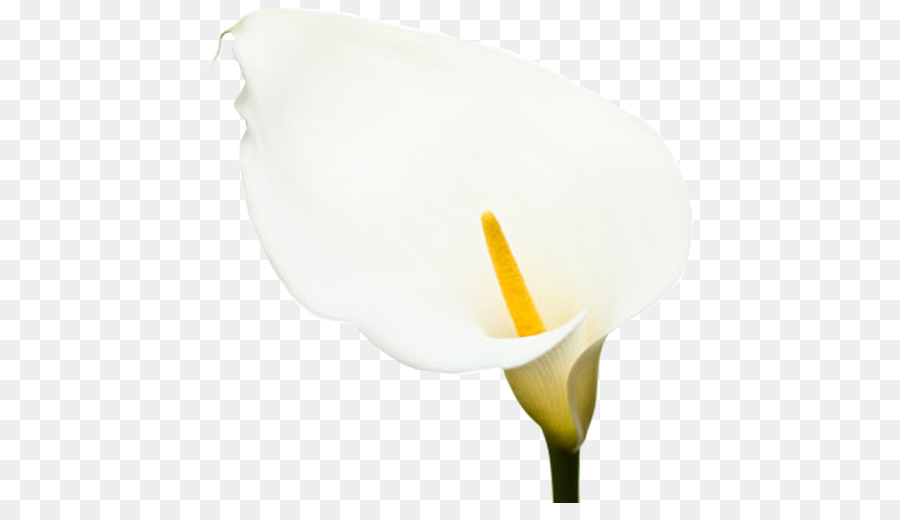 Flor Blanca，Florecer PNG