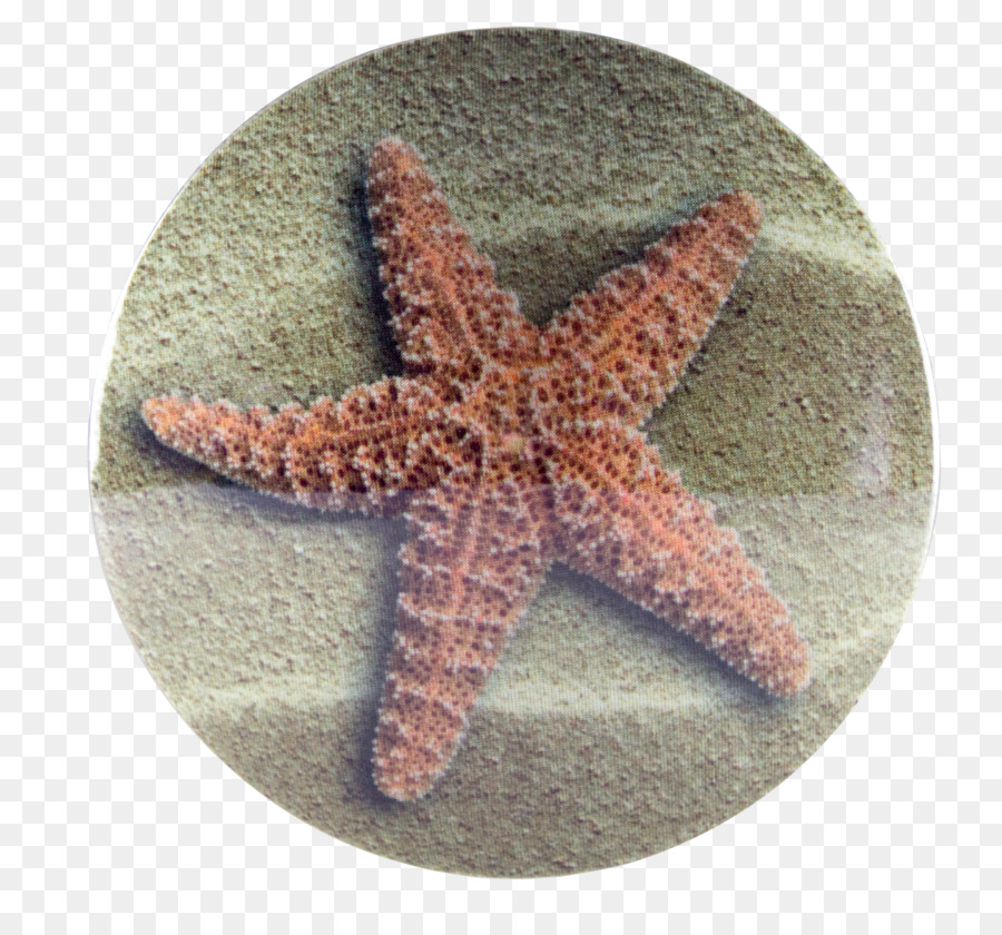 Estrella De Mar，Los Equinodermos PNG