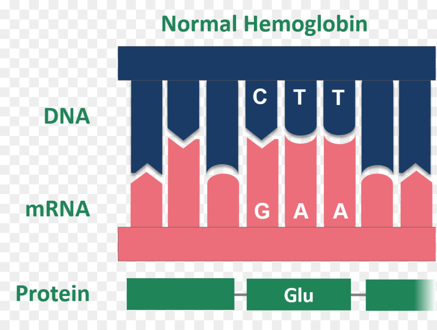 La Hemoglobina，La Enfermedad De Células Falciformes PNG