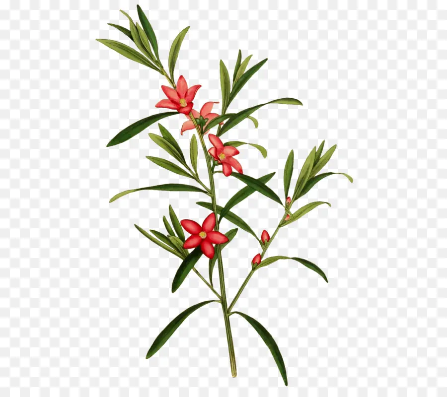 Flores Rojas，Botánica PNG