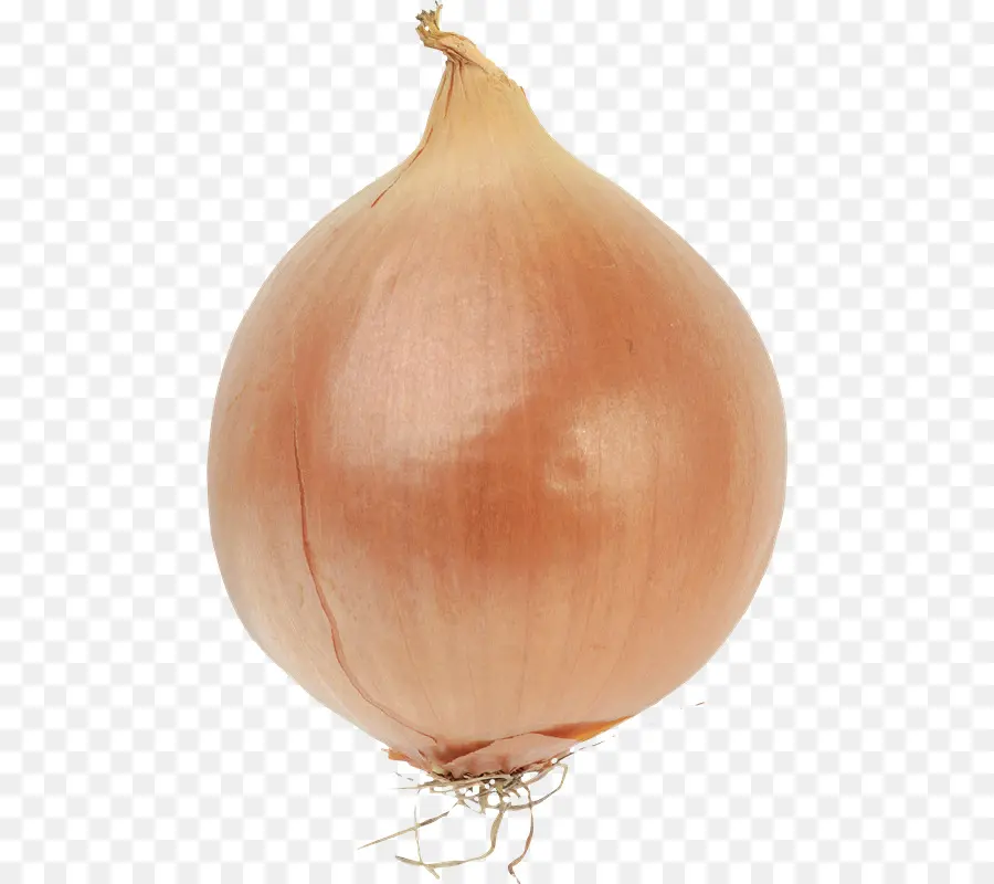 Cebolla，Bombilla PNG