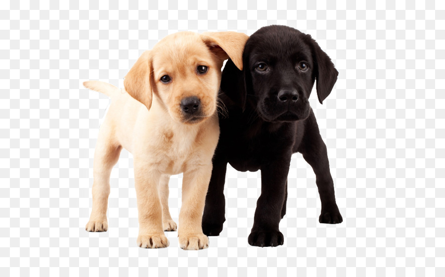 Labrador Retriever，Cachorro PNG