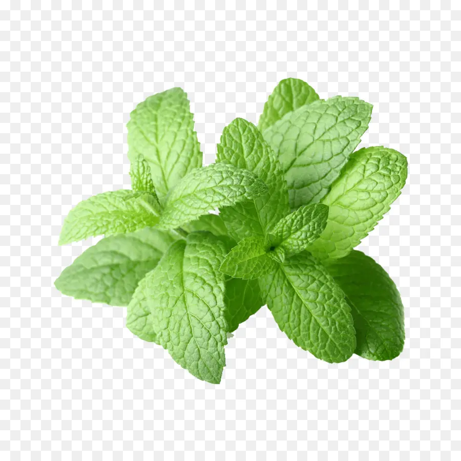 Menta，Aceite Esencial PNG