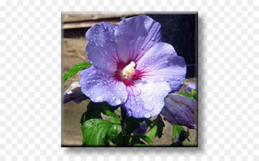 Shoeblackplant，Común De Hibisco PNG