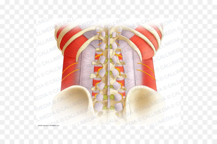 Aponeurosis，La Columna Vertebral PNG