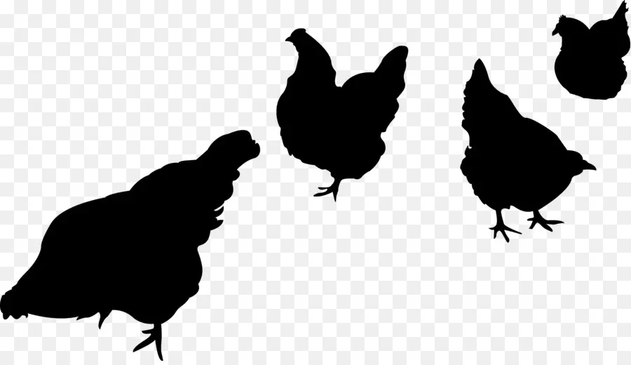 Siluetas De Pollo，Aves De Corral PNG