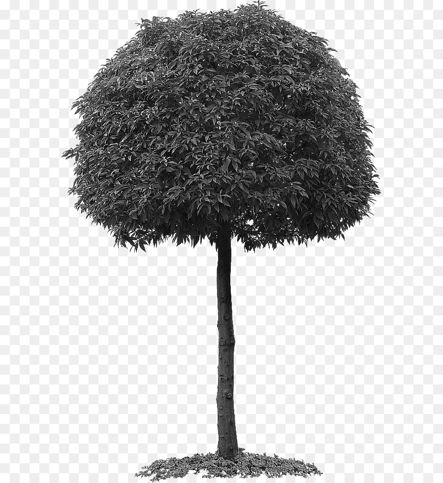 Árbol，Datos PNG