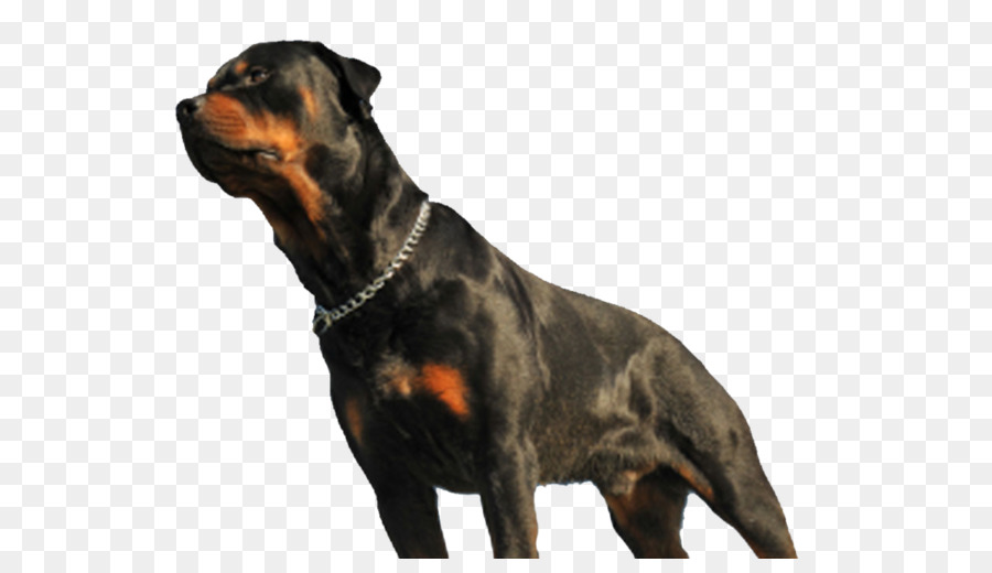 Rottweiler，Raza De Perro PNG