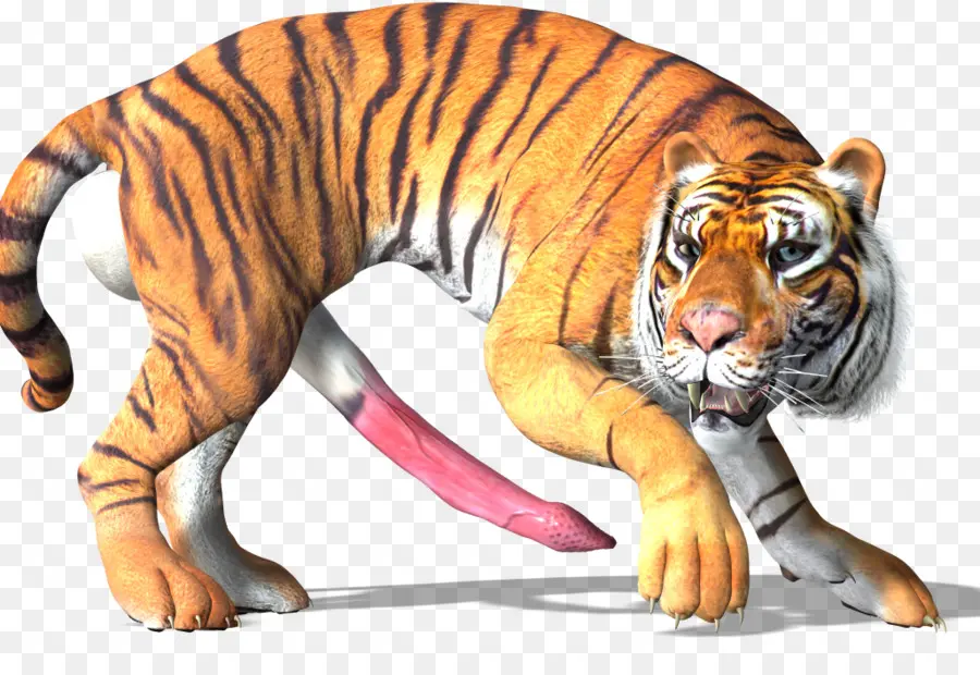 Tigre，Rayas PNG