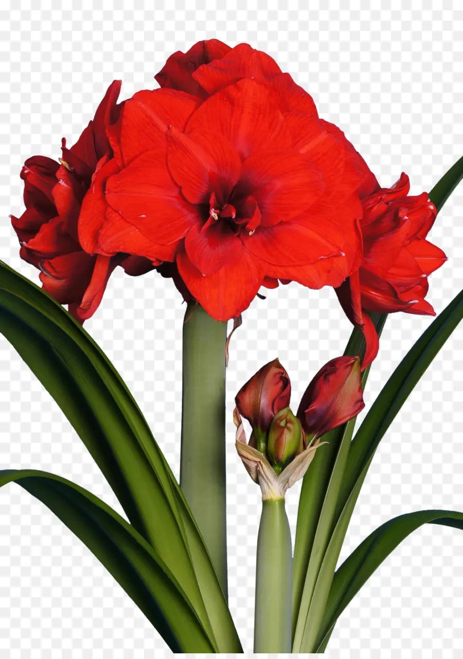 Amarilis，Flor PNG