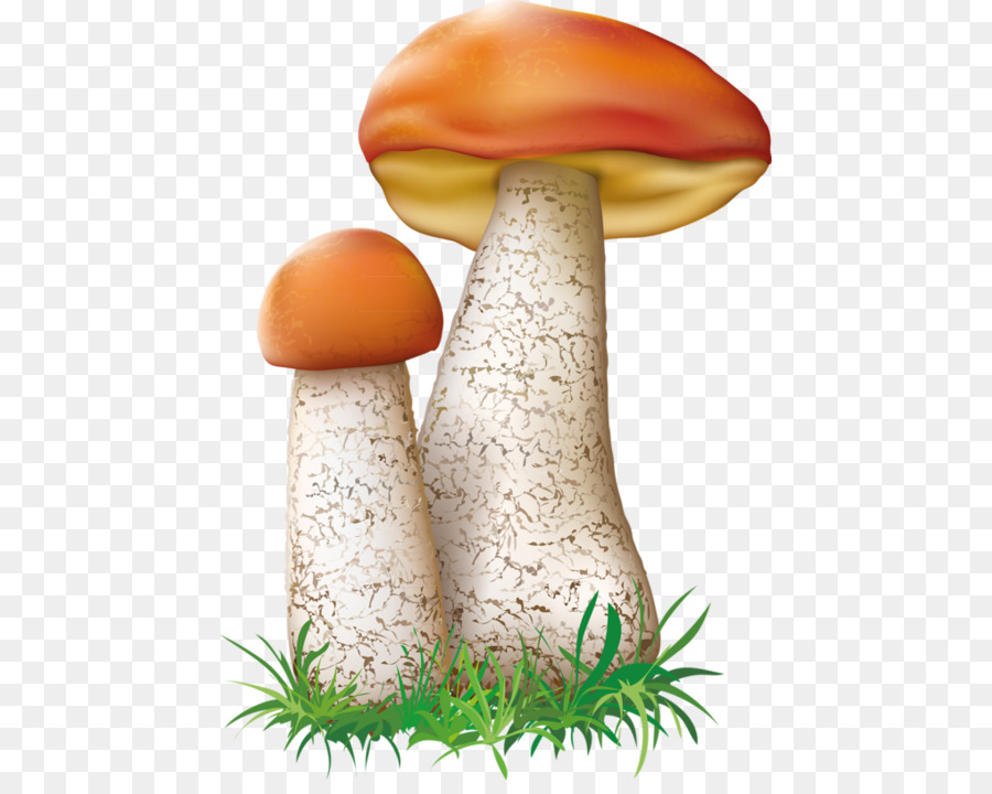 Agaricaceae，Hongo PNG