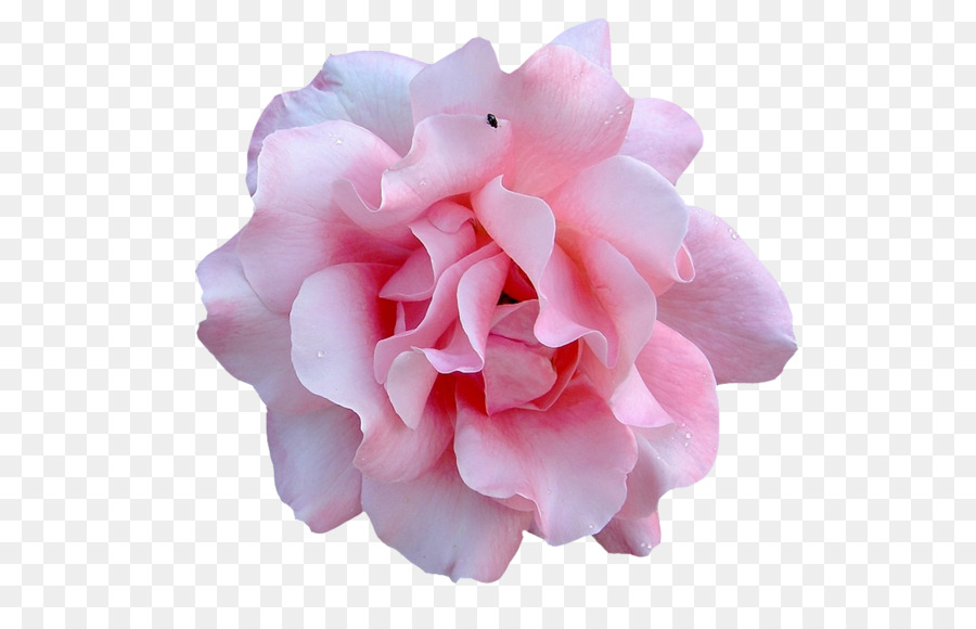 Rosa，Floración PNG