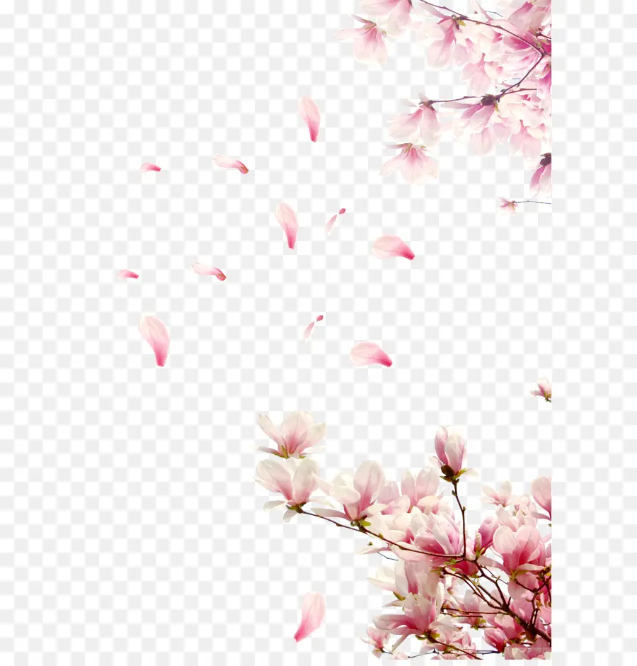 De Los Cerezos En Flor，Descargar PNG