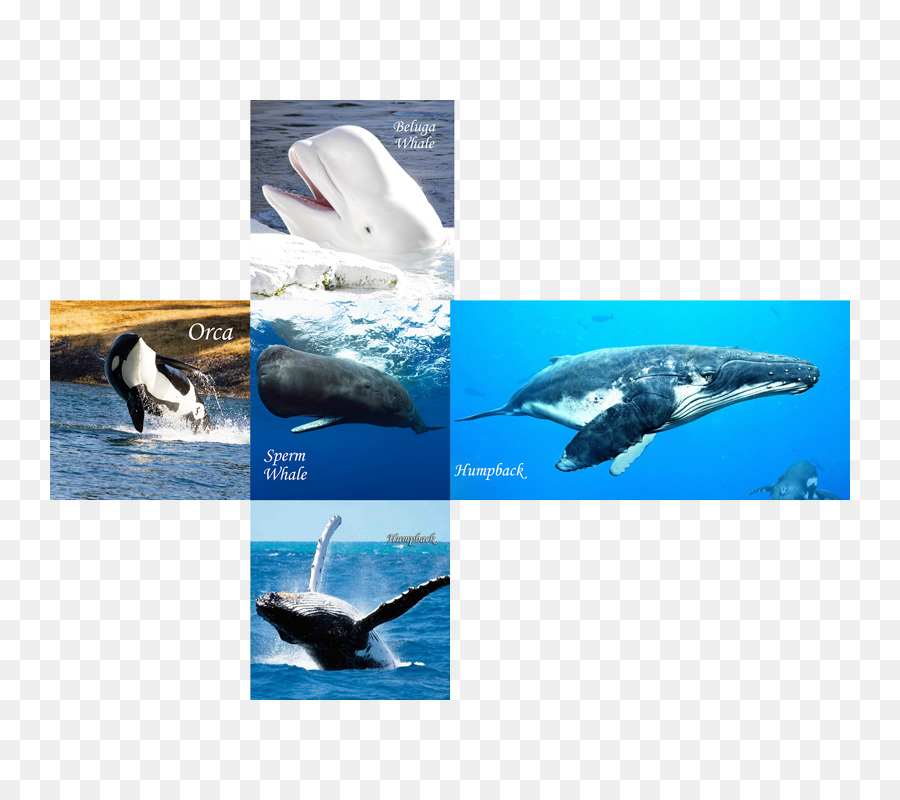 Wholphin，Las Ballenas Y Los Delfines De Aotearoa Nueva Zelanda PNG