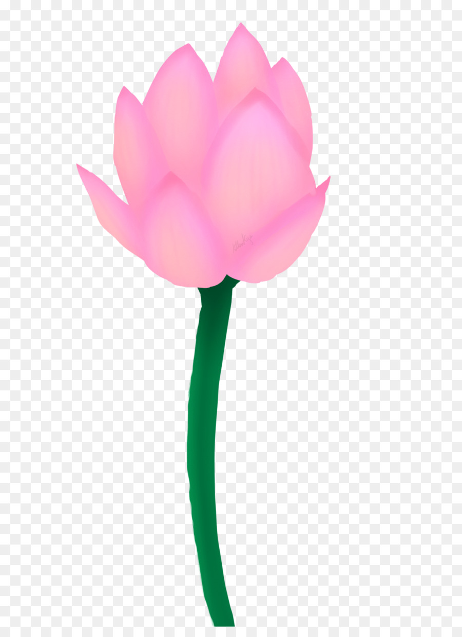 Loto Rosa，Florecer PNG